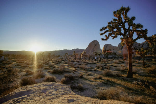 Joshua Tree