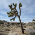 Joshua Tree is an ecological keystone of California deserts. Climate disruption threatens Joshua Tree National Park will no longer have Joshua trees. EcoJustice Radio talks with desert ecologist James Cornett about the future of our deserts in a warming world.