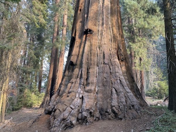 Sequoia National Park - Jack Eidt