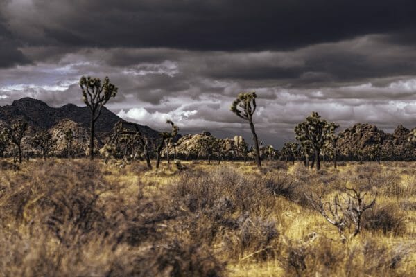 Joshua Tree National Park, Stephanie Lemus