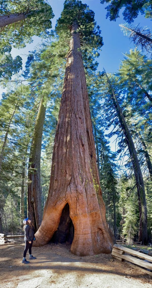 Tuolumne Sequoia Grove, Yorsemite